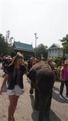 Visiting Elephants In Bangkok