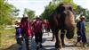 Visiting Elephants In Bangkok