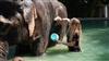 Visiting Elephants In Bangkok