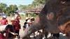 Visiting Elephants In Bangkok