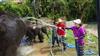 Visiting Elephants In Bangkok