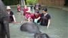 Visiting Elephants In Bangkok
